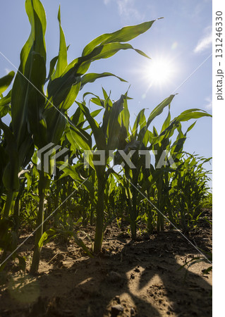 growing green corn in the middle of summer in sunny weather, green corn in a monoculture field in the summer, used for feeding in animal husbandry 131246330