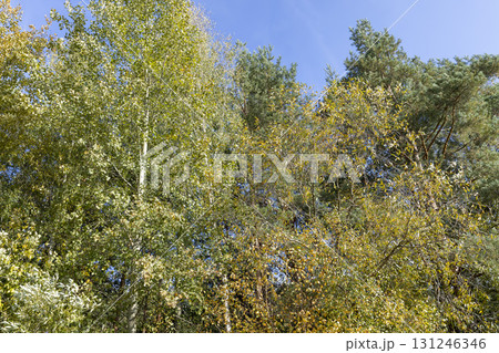 trees in a mixed forest with colorful foliage in the autumn season, beautiful colorful foliage of trees in the autumn season before leaf fall against the background of a blue sky with clouds trees in a mixed forest with colorful foliage in the autumn season, beautiful colorful foliage of trees in the autumn season before leaf fall against the background of a blue sky with clouds 131246346