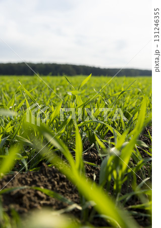 tall wheat grass resistant to cold weather planted in autumn for wintering and early grain harvest, a field with green wheat sprouts tall wheat grass resistant to cold weather planted in autumn for wintering and early grain harvest, a field with green wheat sprouts 131246355