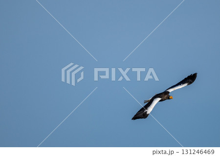 青空を飛翔するオオワシ 131246469
