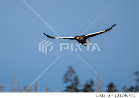 青空を飛翔するオオワシ 青空を飛翔するオオワシ 131246473