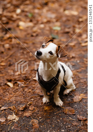 Dog standing in autumn park with colorful fallen leaves. Dog standing in autumn park with colorful fallen leaves. 131246541