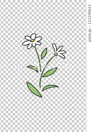 簡單的白花插畫 131246622