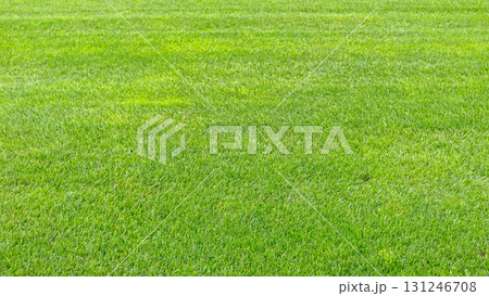 Green Grass Lawn 131246708