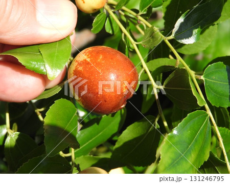 夏に熟してきた「ナツメ」の実 131246795