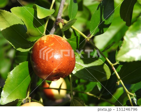 夏に熟してきた「ナツメ」の実 131246796