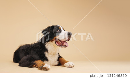 Bernese mountain dog lying down and looking up on beige background Bernese mountain dog lying down and looking up on beige background 131246820