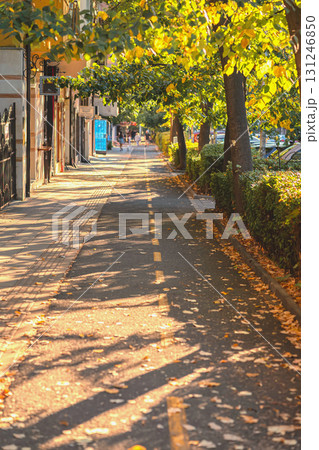 Quiet city sidewalk with bike lane lined with yellow autumn leaves, tree shadows and warm afternoon light, peaceful seasonal mood. Concept of bike lane for slow living, nature and fall atmosphere 131246850