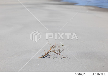 砂浜と枯れ木 砂浜と枯れ木 131246914