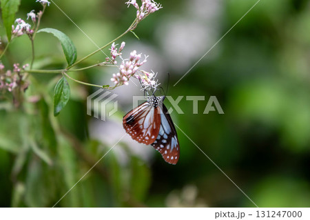 フジバカマの吸蜜をするアサギマダラ フジバカマの吸蜜をするアサギマダラ 131247000