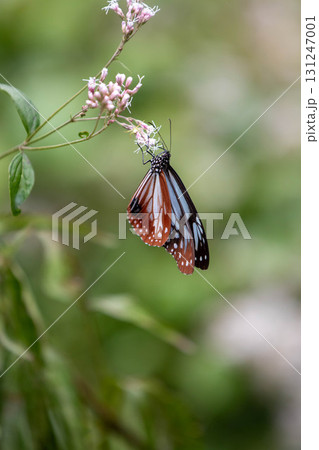 フジバカマの吸蜜をするアサギマダラ 131247001