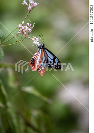 フジバカマの吸蜜をするアサギマダラ 131247002