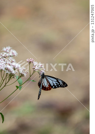 フジバカマの吸蜜をするアサギマダラ 131247005