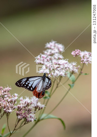 フジバカマの吸蜜をするアサギマダラ フジバカマの吸蜜をするアサギマダラ 131247008