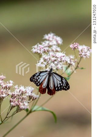 フジバカマの吸蜜をするアサギマダラ フジバカマの吸蜜をするアサギマダラ 131247010