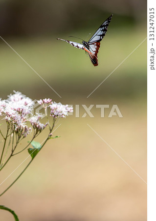 フジバカマの吸蜜をするアサギマダラ 131247015