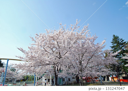 松ヶ丘公園の桜 撮影日:2008/4/12 松ヶ丘公園の桜 撮影日:2008/4/12 131247047