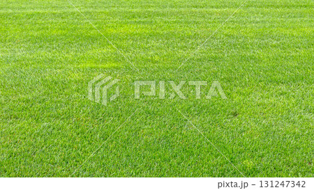 Green Grass Lawn Green Grass Lawn 131247342