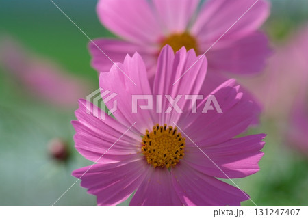 ピンクのコスモスの花が咲いています 131247407