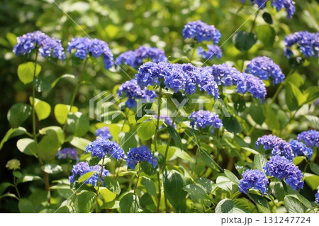 爽やか アジサイの花 爽やか アジサイの花 131247724