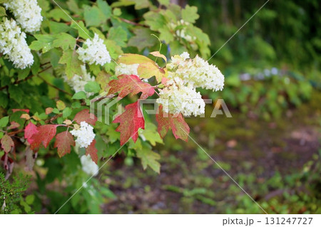 カシワバアジサイの花 131247727