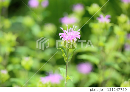 可愛い ワイルドベルガモットの花 可愛い ワイルドベルガモットの花 131247729