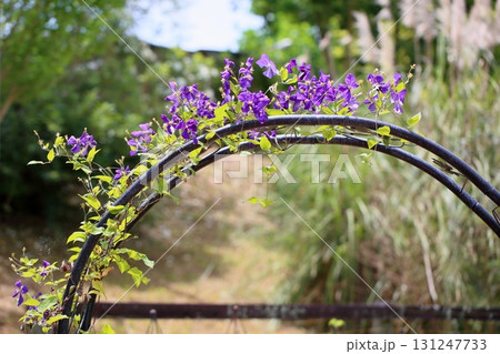 爽やか クレマチスの花 爽やか クレマチスの花 131247733