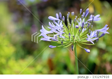 爽やか アガパンサスの花 爽やか アガパンサスの花 131247910