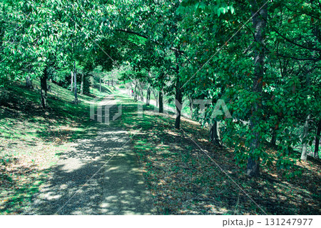 木漏れ日の道 131247977