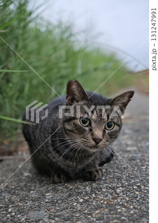 広場で遊ぶとら猫 131247991