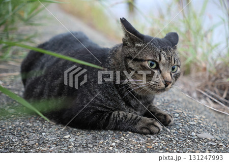 広場で遊ぶとら猫 広場で遊ぶとら猫 131247993