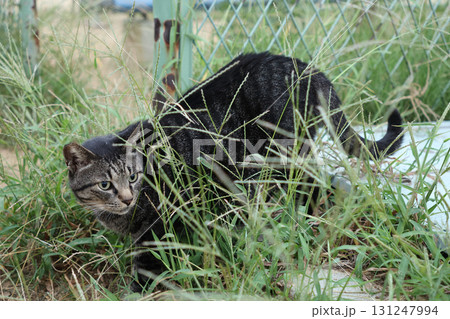 広場で遊ぶとら猫 広場で遊ぶとら猫 131247994