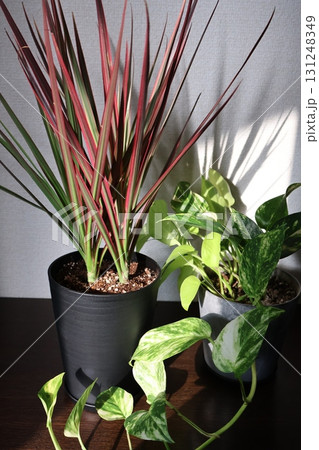 下駄箱の上の観葉植物ドラセナとポトス 下駄箱の上の観葉植物ドラセナとポトス 131248349