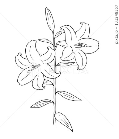 ユリの花の線画イラスト 131248357