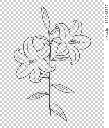 ユリの花の線画イラスト 131248357