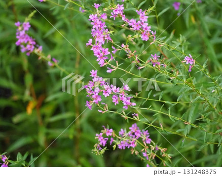 ミソハギ 131248375