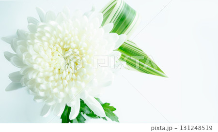 お供え 白い大輪菊の生花アップ写真画像の背景 コピースペース 白バック お供え 白い大輪菊の生花アップ写真画像の背景 コピースペース 白バック 131248519