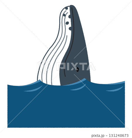 ザトウクジラのスパイホップのイラスト 131248673