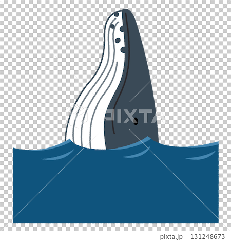 ザトウクジラのスパイホップのイラスト 131248673