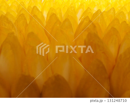 ライトアップしたチコリ 131248710