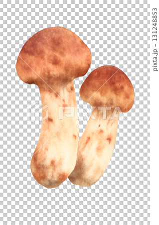松茸 水彩イラスト PNG 透過背景 131248853