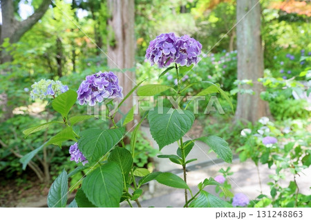 アジサイの花 ありがとう アジサイの花 ありがとう 131248863