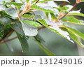 ツユムシの仲間 131249016