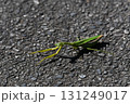 夏秋はカマキリ、左向き 131249017