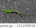 夏秋はカマキリ右向き 131249018