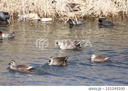 川で泳ぐカルガモの群れ 131249100