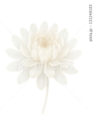 横向きの白い菊の花 水彩イラスト PNG 透過背景 131249183