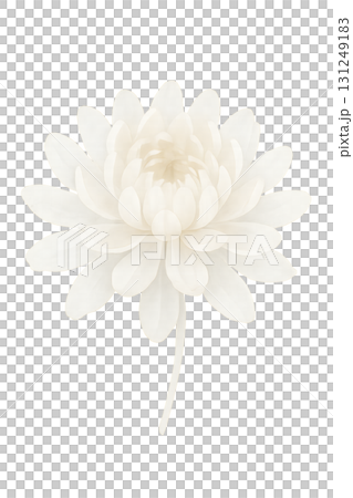 横向きの白い菊の花 水彩イラスト PNG 透過背景 131249183