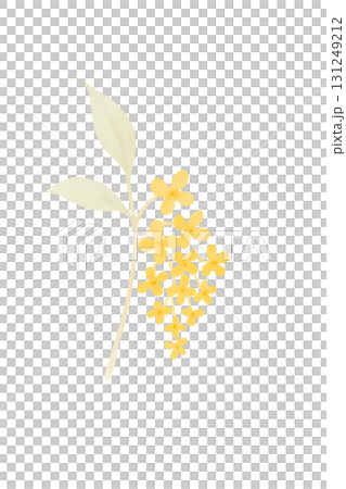 黃桂花水彩插畫PNG透明背景 131249212