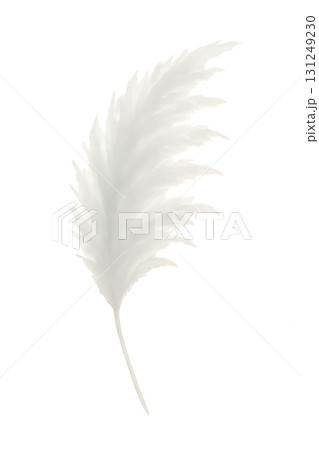 白い尾花の穂 水彩イラスト PNG 透過背景 白い尾花の穂 水彩イラスト PNG 透過背景 131249230